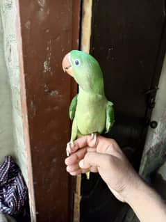 Raw parrot 5 month age