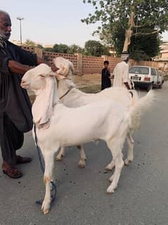gulabi goats