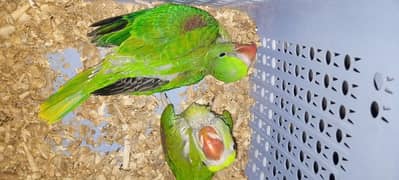 pair of baby Raw Parrots
