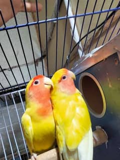 love birds breeder pair