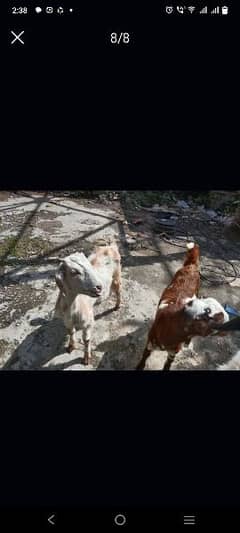 mashallah Goat baby available ye in ki 3 din ki picture Hain