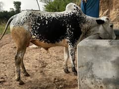 Qurbani male cow for sale
