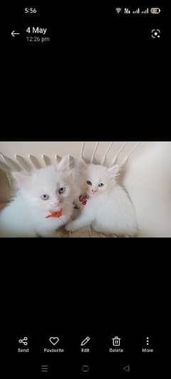 Almost 3 months old blue eyes kittens