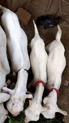 3 goats male tapre for sale 03242874981