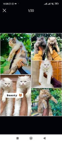 Persian cat and kitten 0