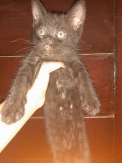 Persian kitten ( 2 months old )