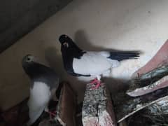 kabry khal pair pigeons for sale 1800 ka pair