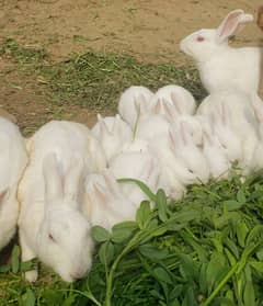 rabbit 2 breeder female or 6 baby's WhatsApp no 03269189860