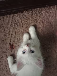 Persian kitten White long coat Blue eyes