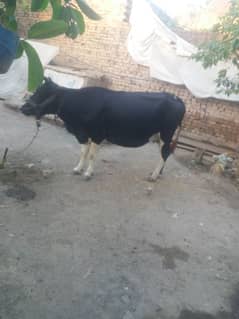 گائے برائے فروخت قربانی کیلئے لوکیشن پشاور