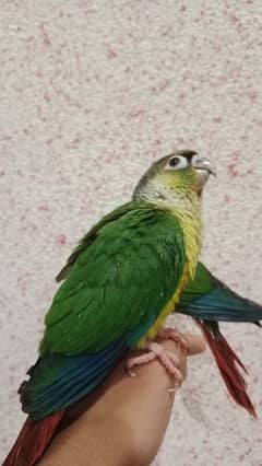 Hand tamed Green cheek conure for sale 2 piece available