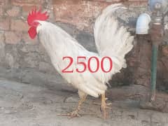 White Murga and Aseel and buff chicks  For Sale
