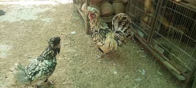 young polish hen pair