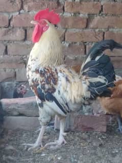 desi hens for sell 1 male and 2 females egg laying