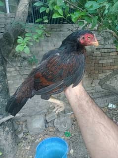 Amrohi ASEEL hen