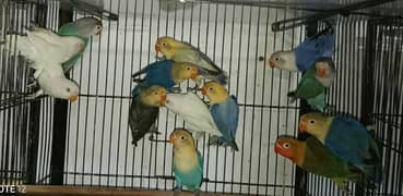 Albino Red Eye and others love birds are available