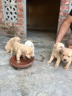 Labrador Puppies for sale