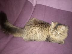 Persian Cat for Sale (Age 4 months)