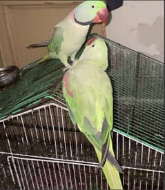 raw parrot first time breed kaliya ready hand tamed plus taking pair