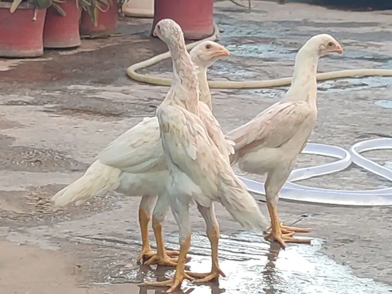 Yokohama / Shamo  / Polish /  Chicks / Eggs (Rates in Description) — photo 5