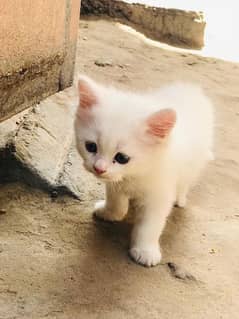 Persian kitten male 45 days
