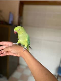 hand tame green parrots