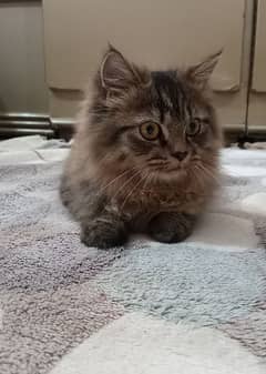 Maine Coon Male Persian Pet Cat for Sale (Age about five months)