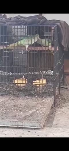 Raw Parrot breeding pair 03315555378