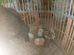 Aseel Hen with chicks
