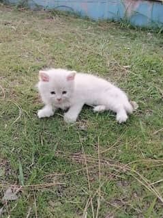 triple coat Persian kitten available