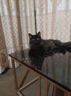 Persian black cat for sale