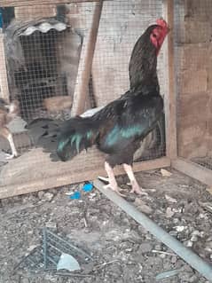 Aseel Setup for Sale 1 Rooster and 4 Hens