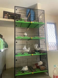 kabutar our cage for sale