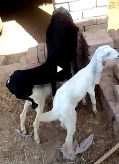 Desi Goats |   female Gaot for sale