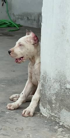 Dogo argentino male puppy heavy bone structure  imported quality