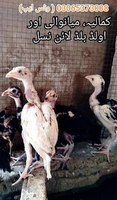 Old bloodline Home breed Aseel chicks