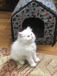kitten for sale (blue eyes) (1.5 months)