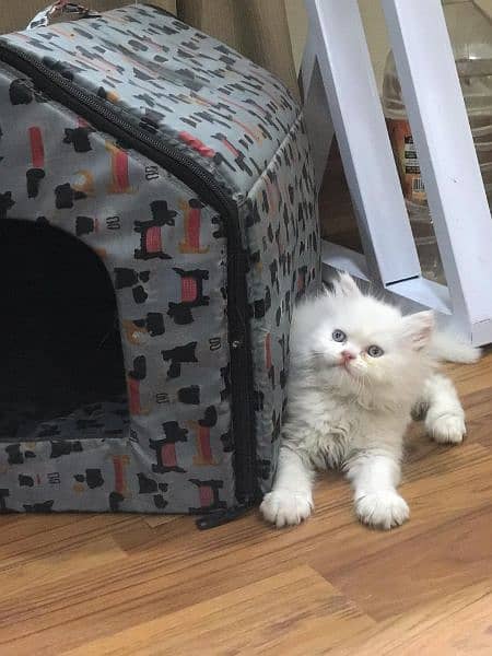 Persian cats for sale 4