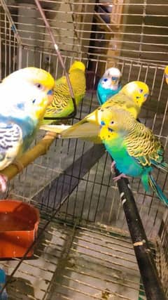 Australia Parrots Colony Complete For Sale