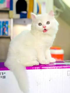 Persian Kitten And Cat Available 0