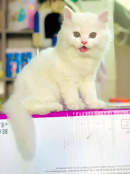 Persian Kitten And Cat Available 1