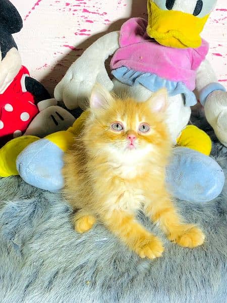 Persian Kitten And Cat Available 2