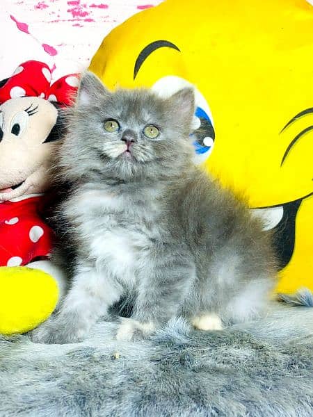 Persian Kitten And Cat Available 4