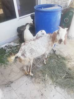 gotas Bakri aur Bakri ka baccha