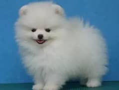Pomeranian puppy 03700502245