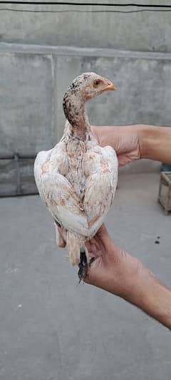 Turkish Hint Cross Aseel chicks for sale
