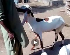 Lalpuri Goats female for sale