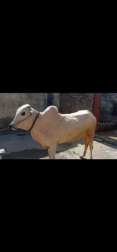 Best Qurbani Bulls | Cow | wacha | Janwar | Desi cow