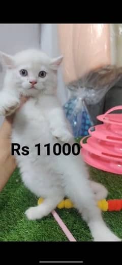 persian kitten,punch face and cat accessories free offer