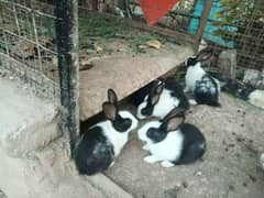 Local Breed rabbit babbies